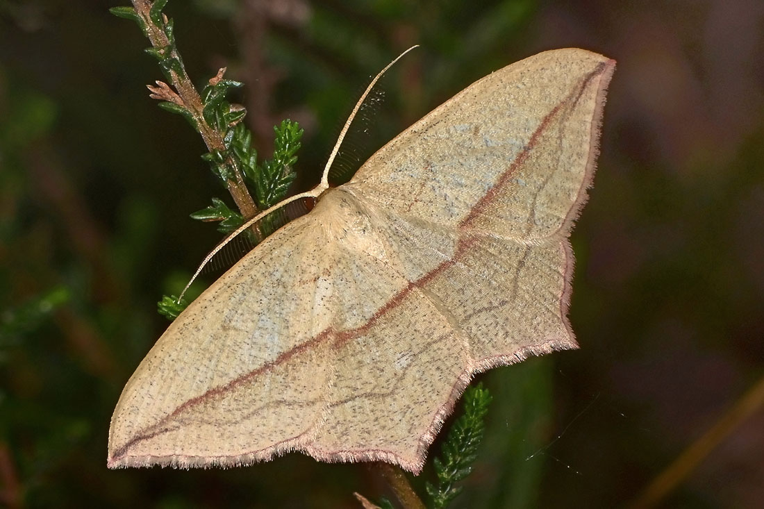 Geometridae:  Timandra comae? S